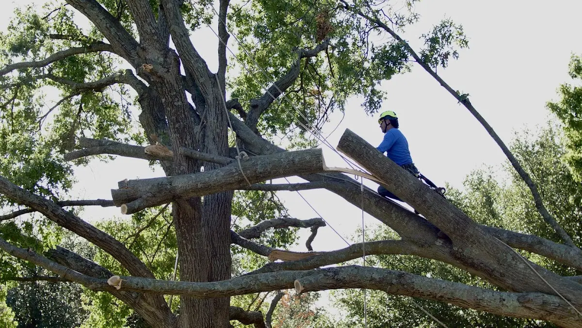 Professional Hazardous Tree Removal performed by certified arborists in Aneta